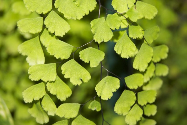 Zdjęcie Adiantum Adiantum Galeria Kwiaty Doniczkowe Ogród I